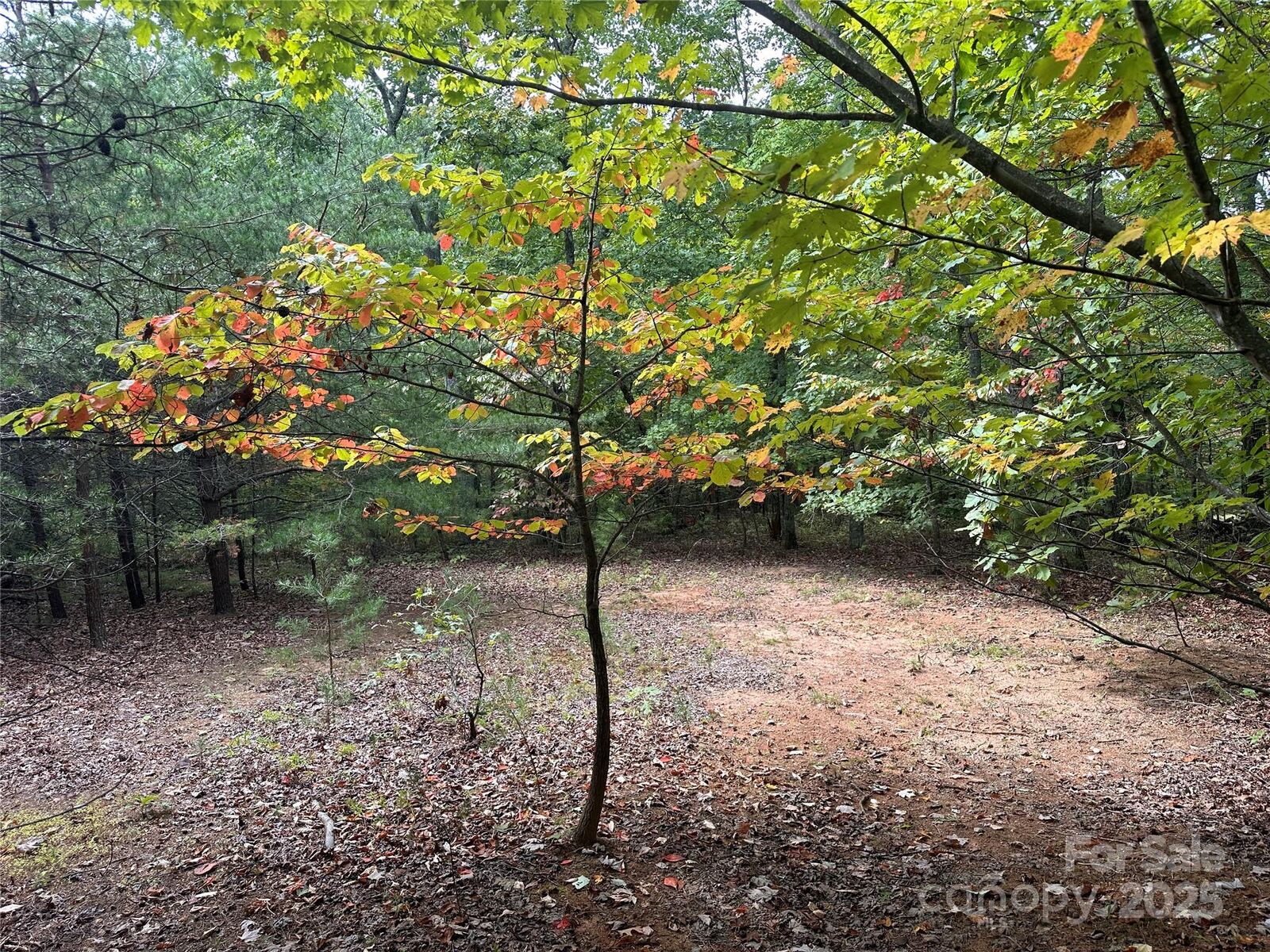 Property Photo: 333 Mossy Oak Trail 164 NC 28761