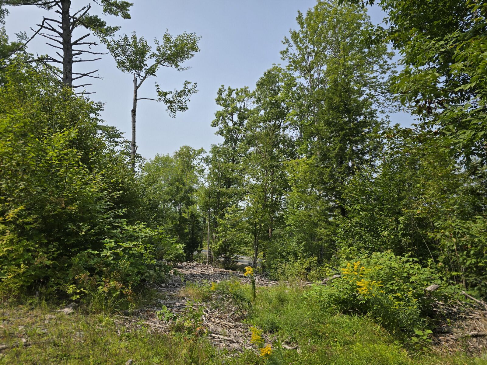 Property Photo: Lot7 Bear Brook Subdivision ME 04481