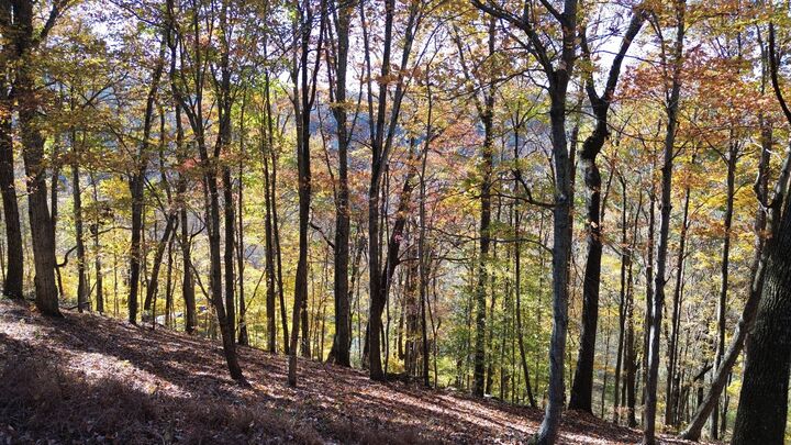 Property Photo:  0 Savannah Dr  TN 37166 