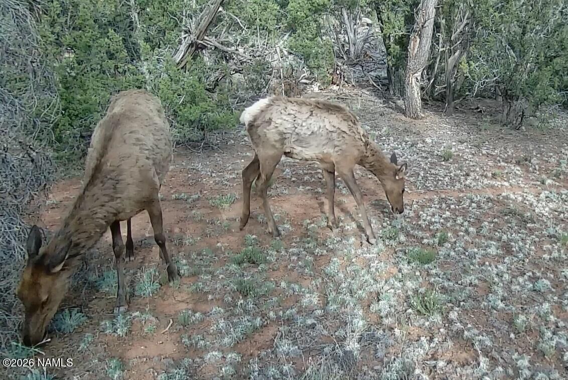 Property Photo:  Lot 186A Bull Run Road  AZ 86046 