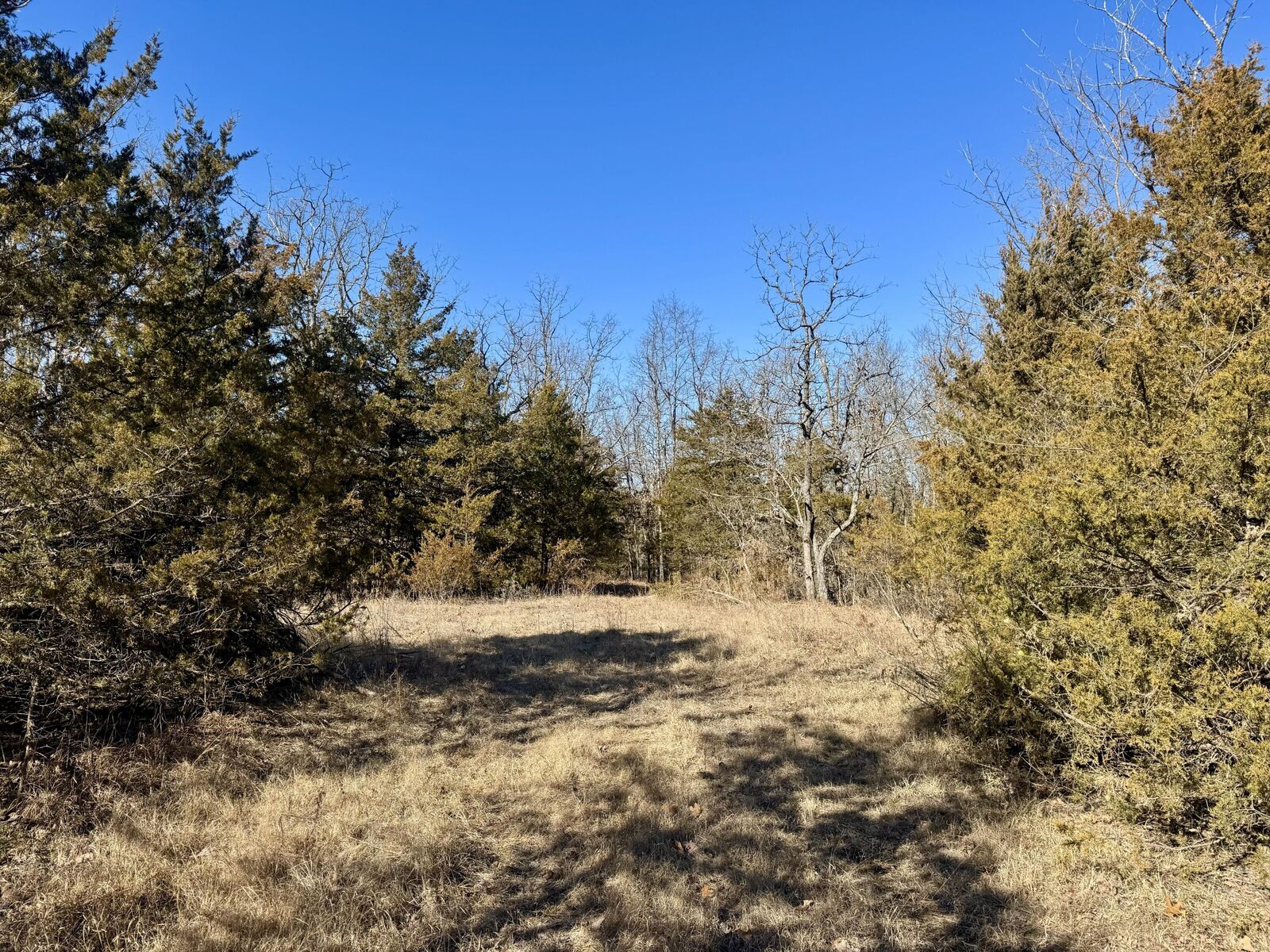 Property Photo:  000 Cottengim Road  MO 65702 