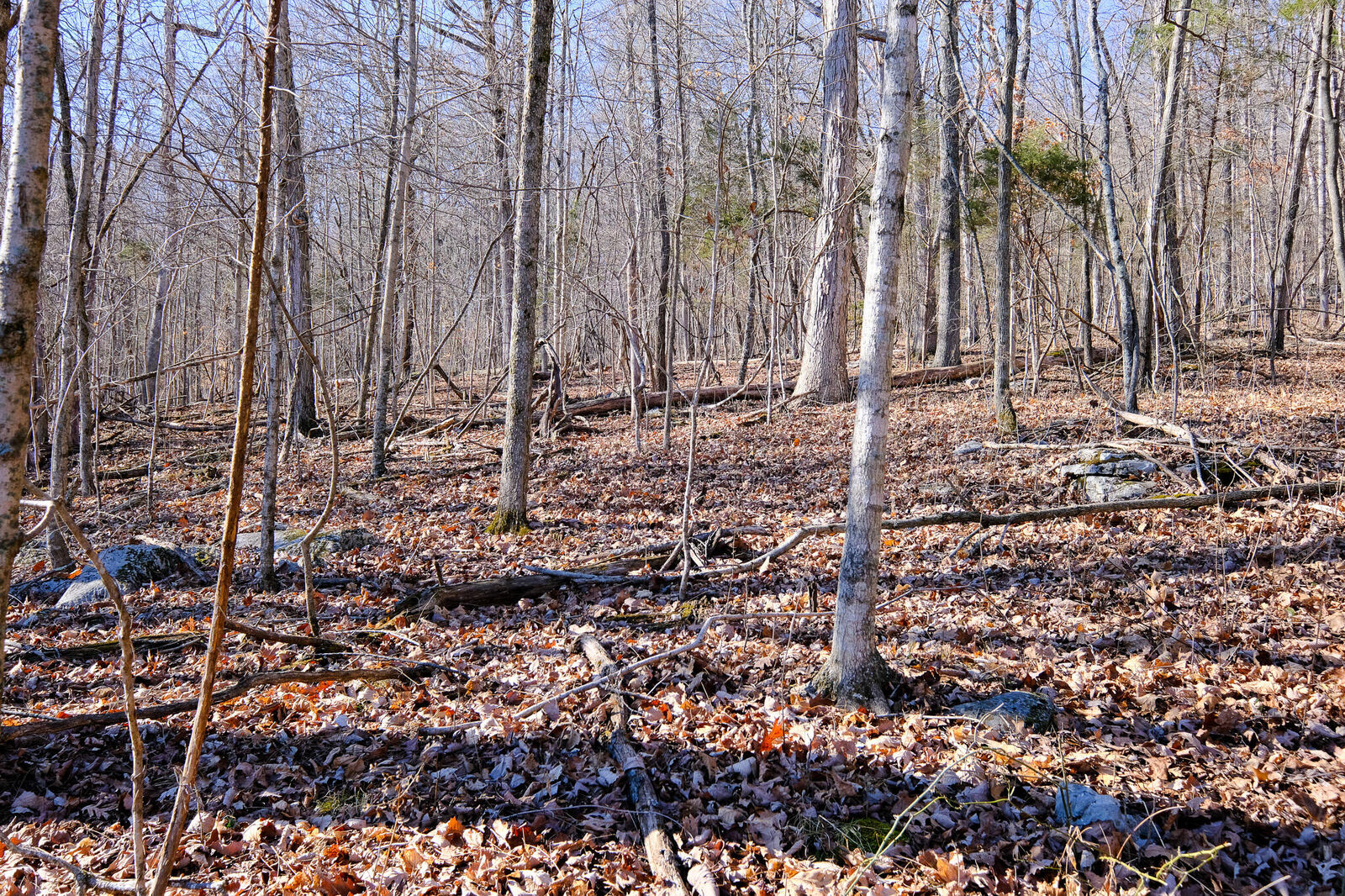 Property Photo: 166 Regal Avenue KY 42501