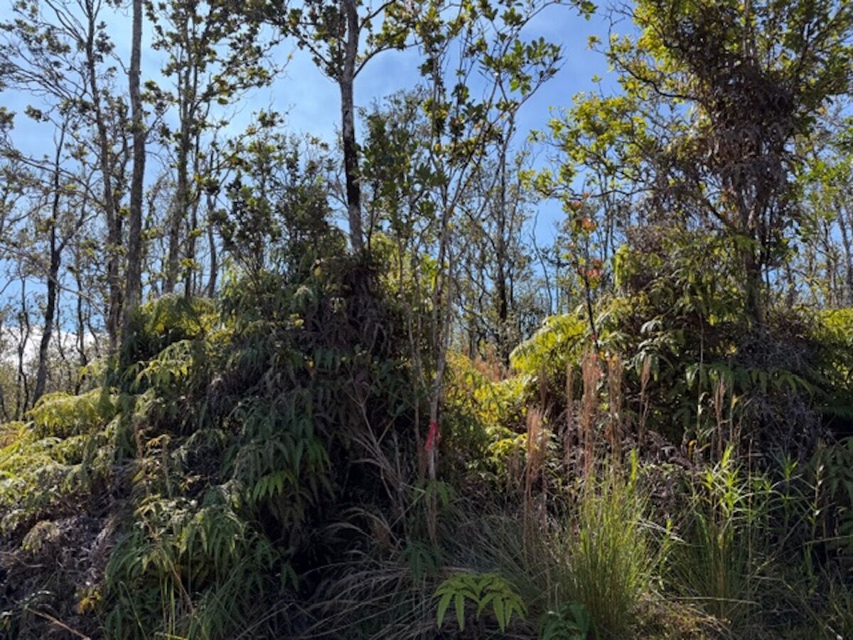 Property Photo:  Anuhea St  HI 96785 