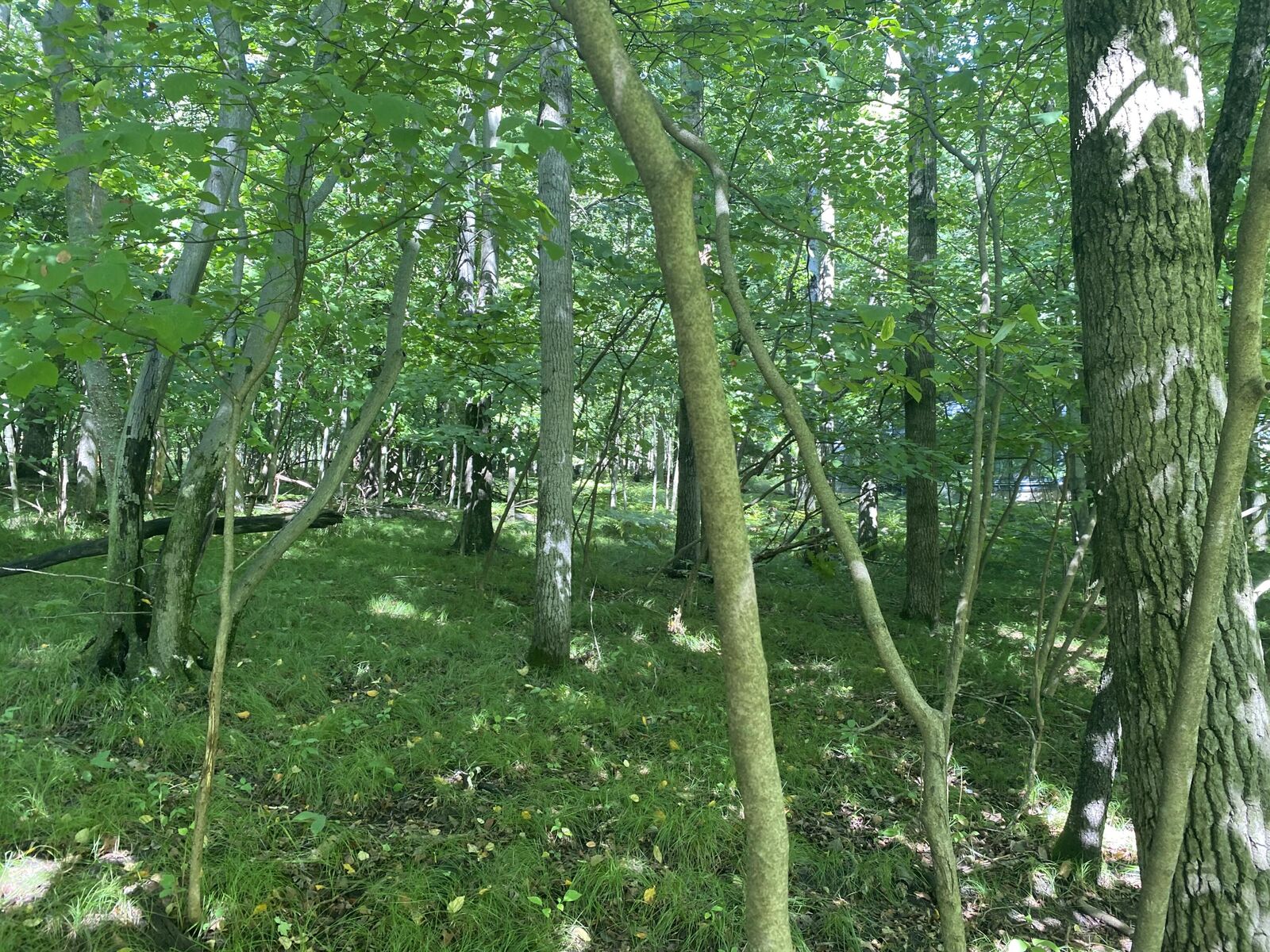 Property Photo: 12100 Belle Isle Drive MI 49346