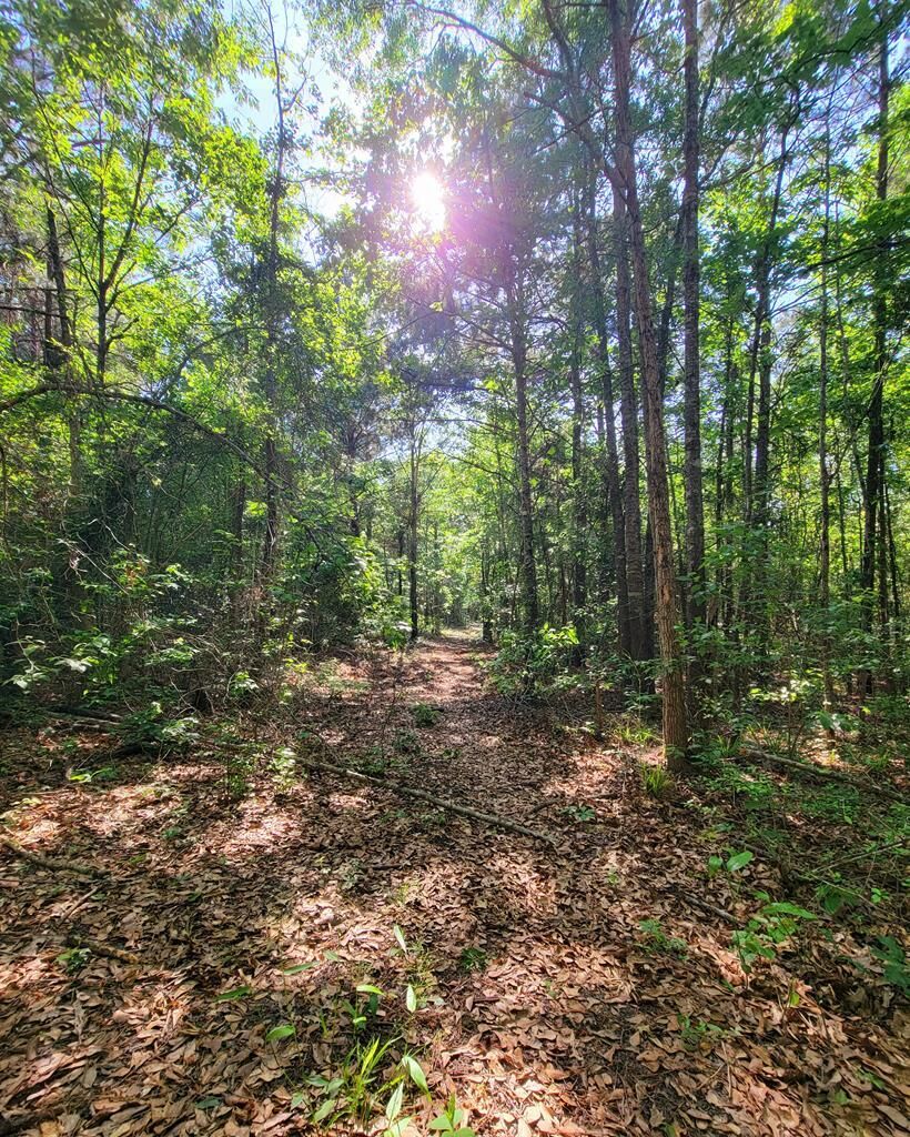 Property Photo: 3994 County Road 774 TX 75943