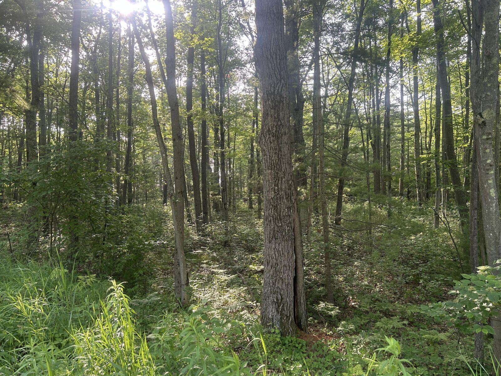 Property Photo:  V/L Lot 15 South Ellen Drive  MI 48740 