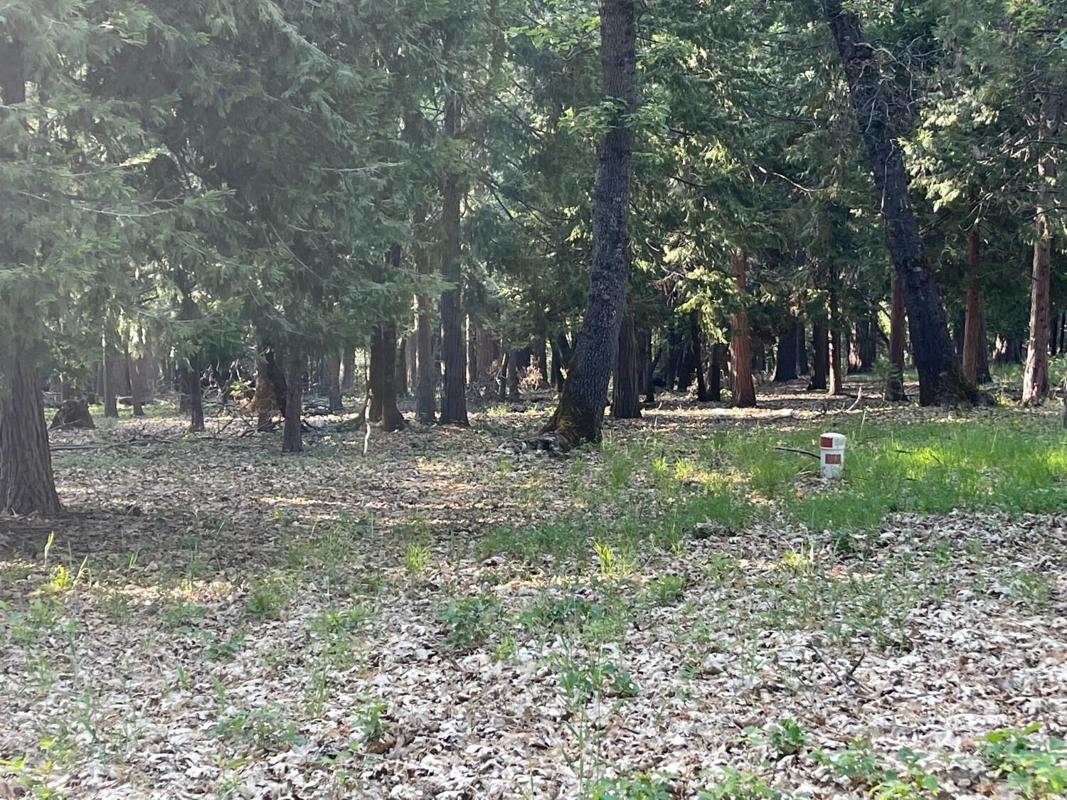 Property Photo:  13117 Madrone Forest Drive  CA 95959 
