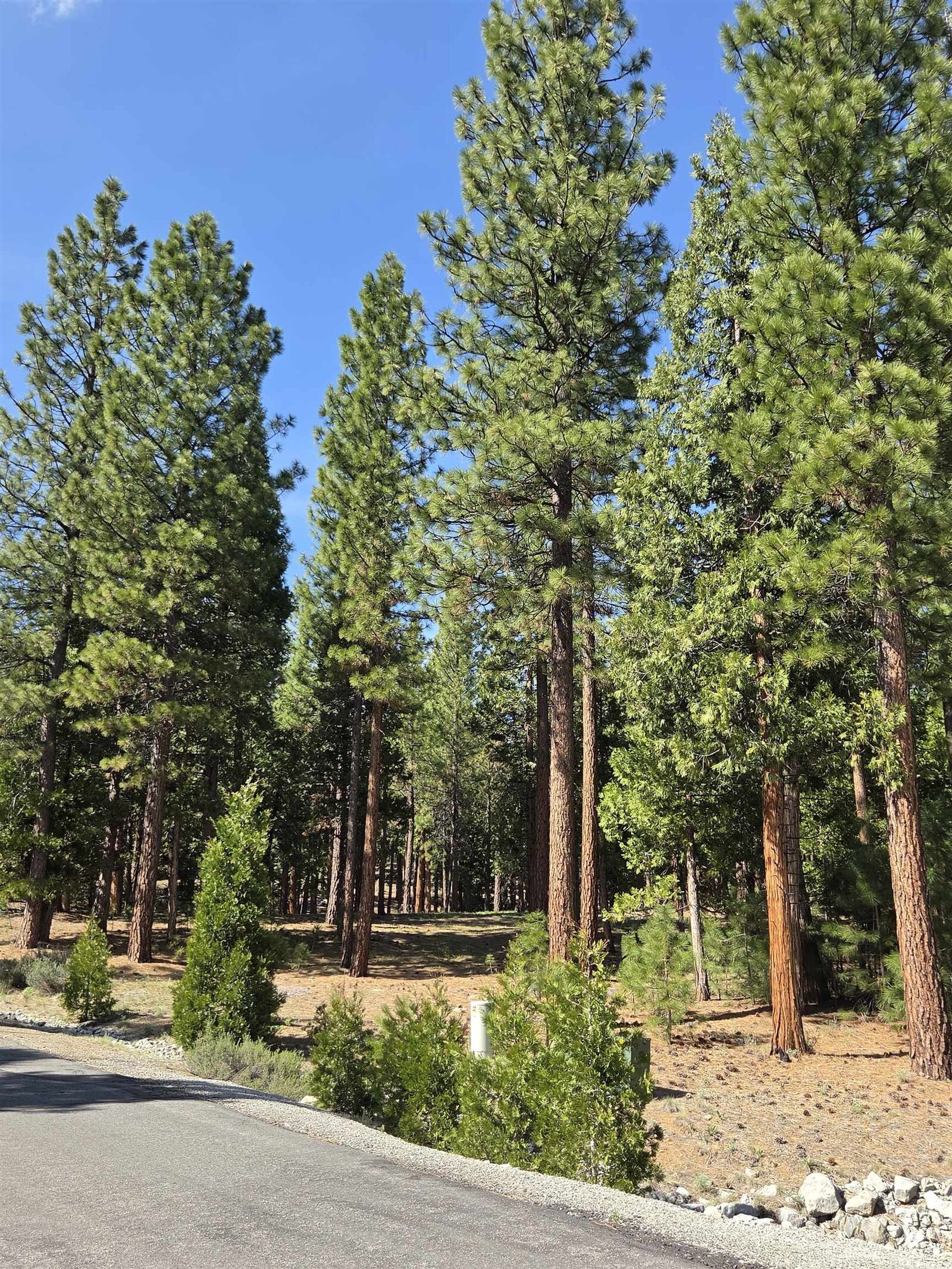 Property Photo:  762 Blacktail Ridge  CA 96122 
