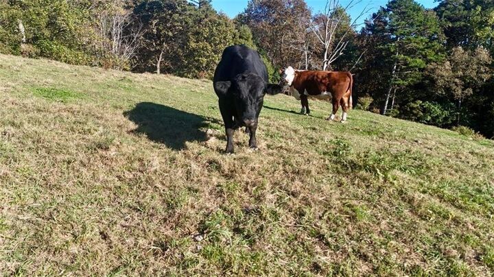 Property Photo: 0 Porter Springs Road GA 30533