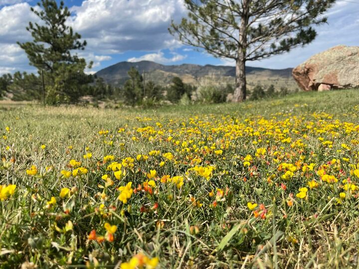 Property Photo:  294 Wedge Rock Dr  CO 80540 