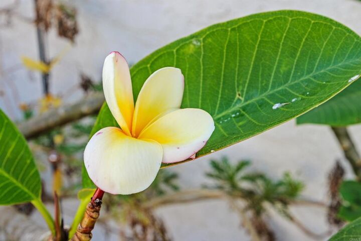 Property Photo:  3828 Rosemary Way  CA 92057 