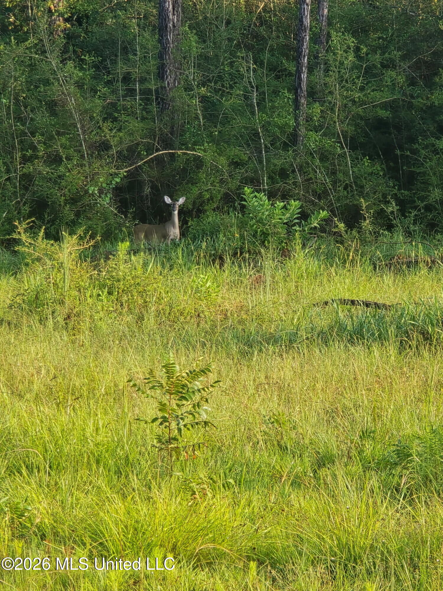 Property Photo:  1236 Ms-Hwy 26  MS 39577 