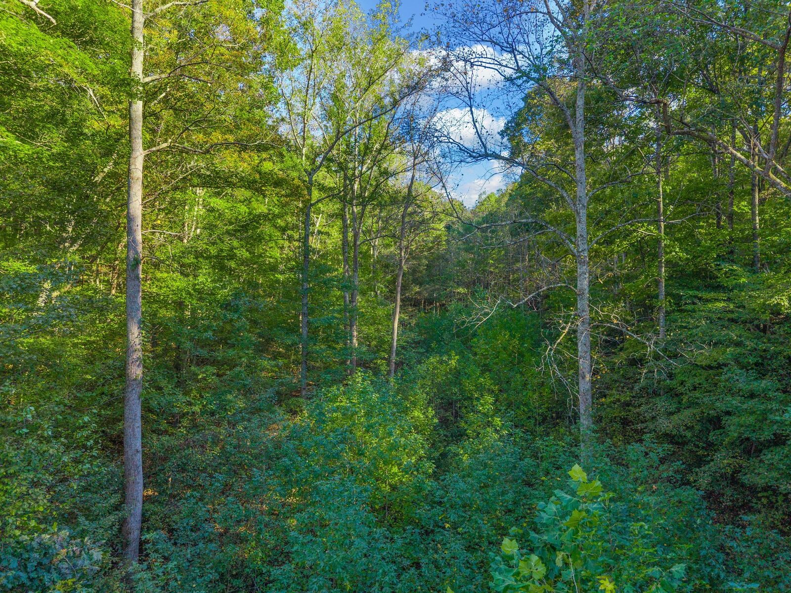 Property Photo:  0 Cox Hollow  TN 37058 