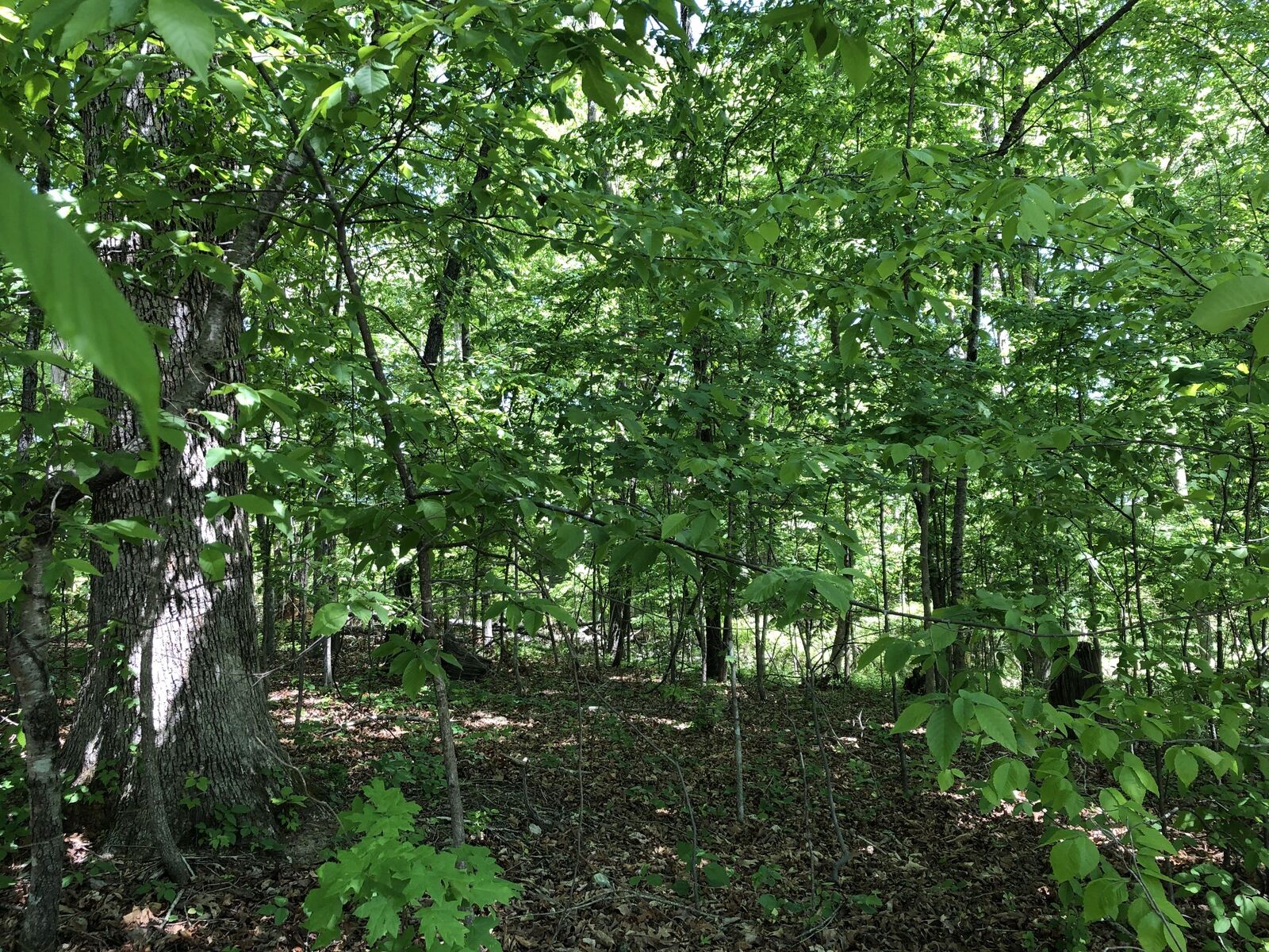 Property Photo:  0 Devin Dr  TN 38464 