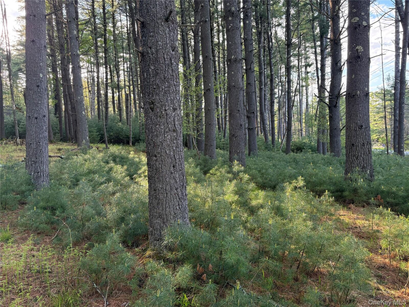 Property Photo:  Airport Road  NY 12732 