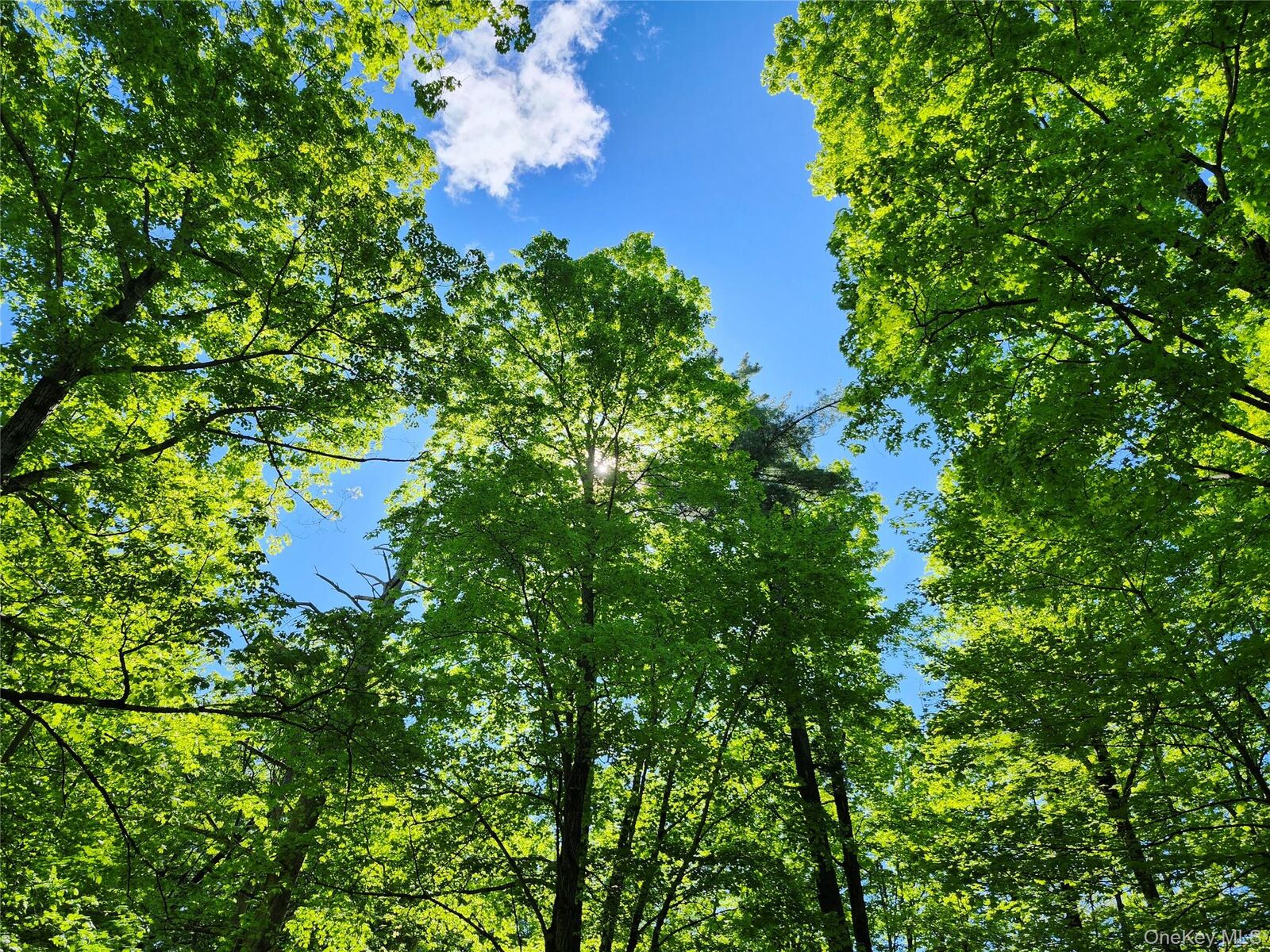 Property Photo:  Tbd Upper Samsonville Road  NY 12461 