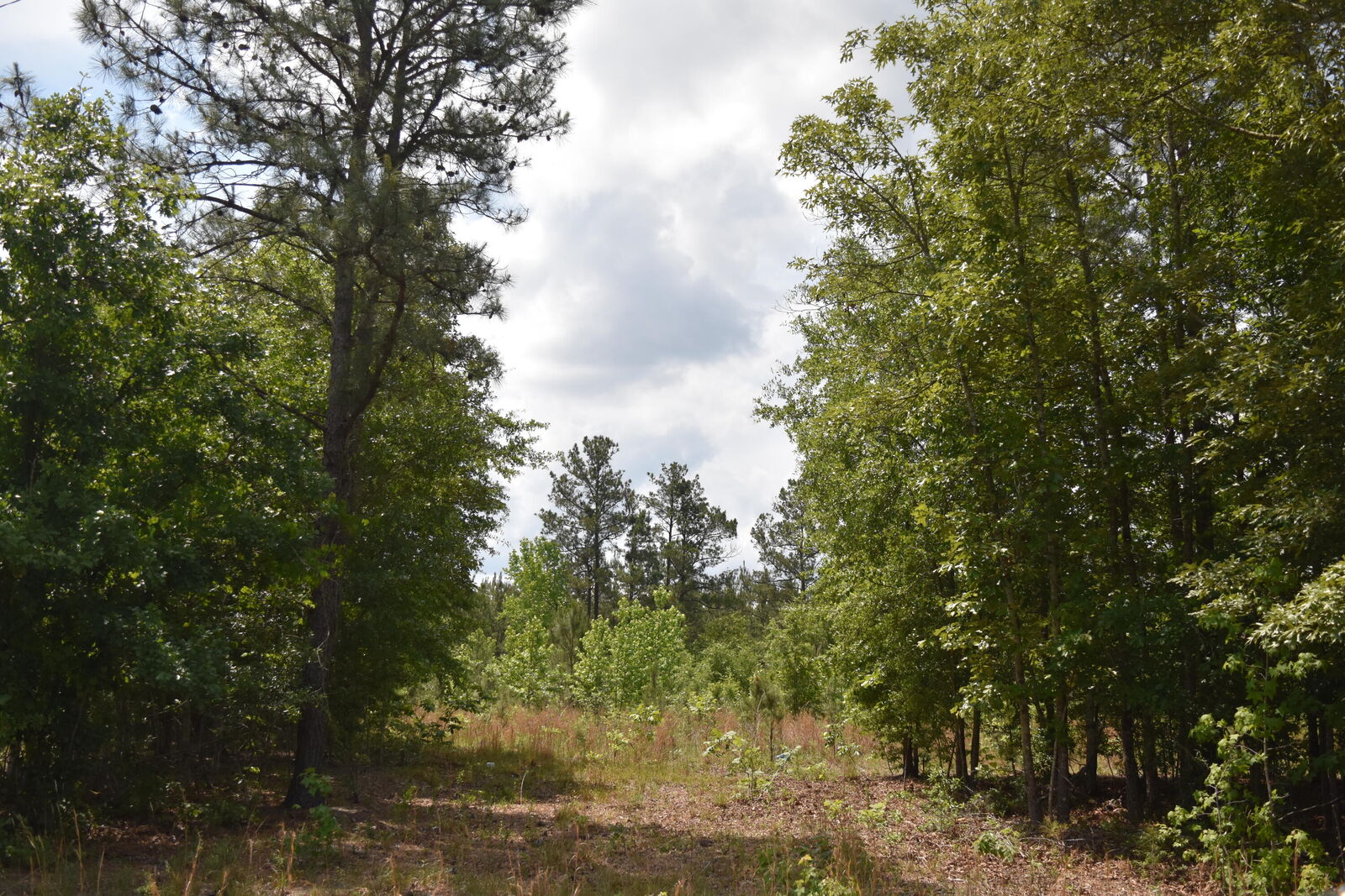 Property Photo: Tbd Hawthorne Drive SC 29556