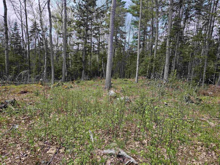 Property Photo:  Lot 10.1 Wallace Hill Road  NH 03580 