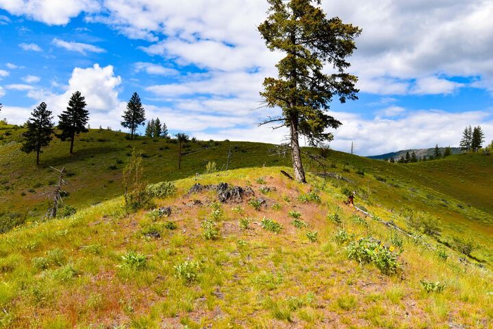 Property Photo:  Tract 3 Henry Creek Road  MT 59859 