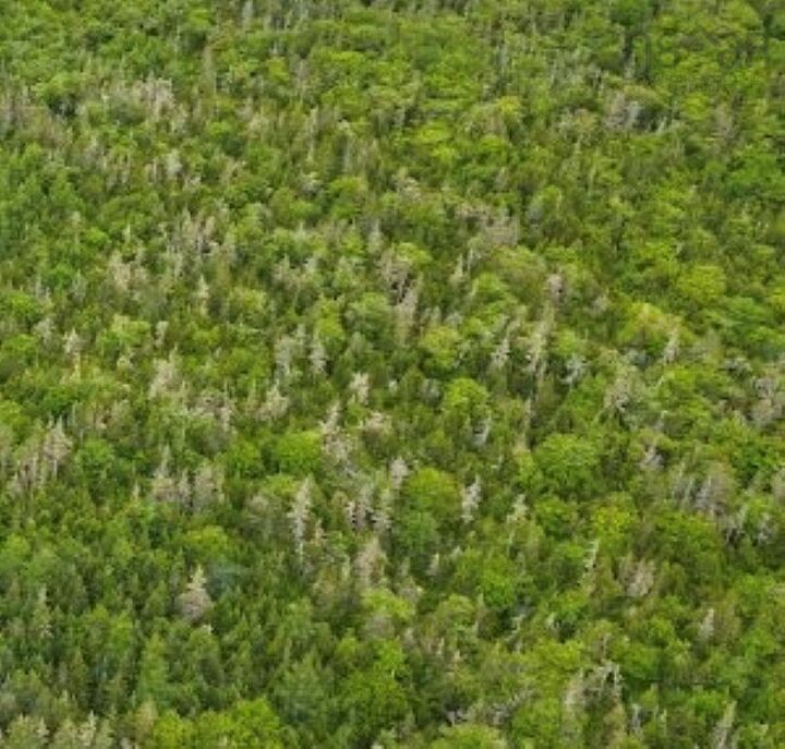 Property Photo:  Lot Rockland Road  NS B0T 1V0 