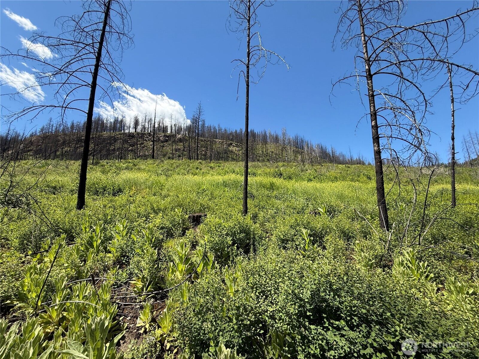 Property Photo:  0 Lot 32  4th Of July Creek Road  WA 99121 