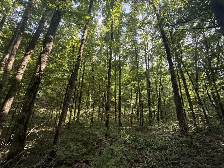 Property Photo:  0 Toll Hollow Rd  TN 38485 