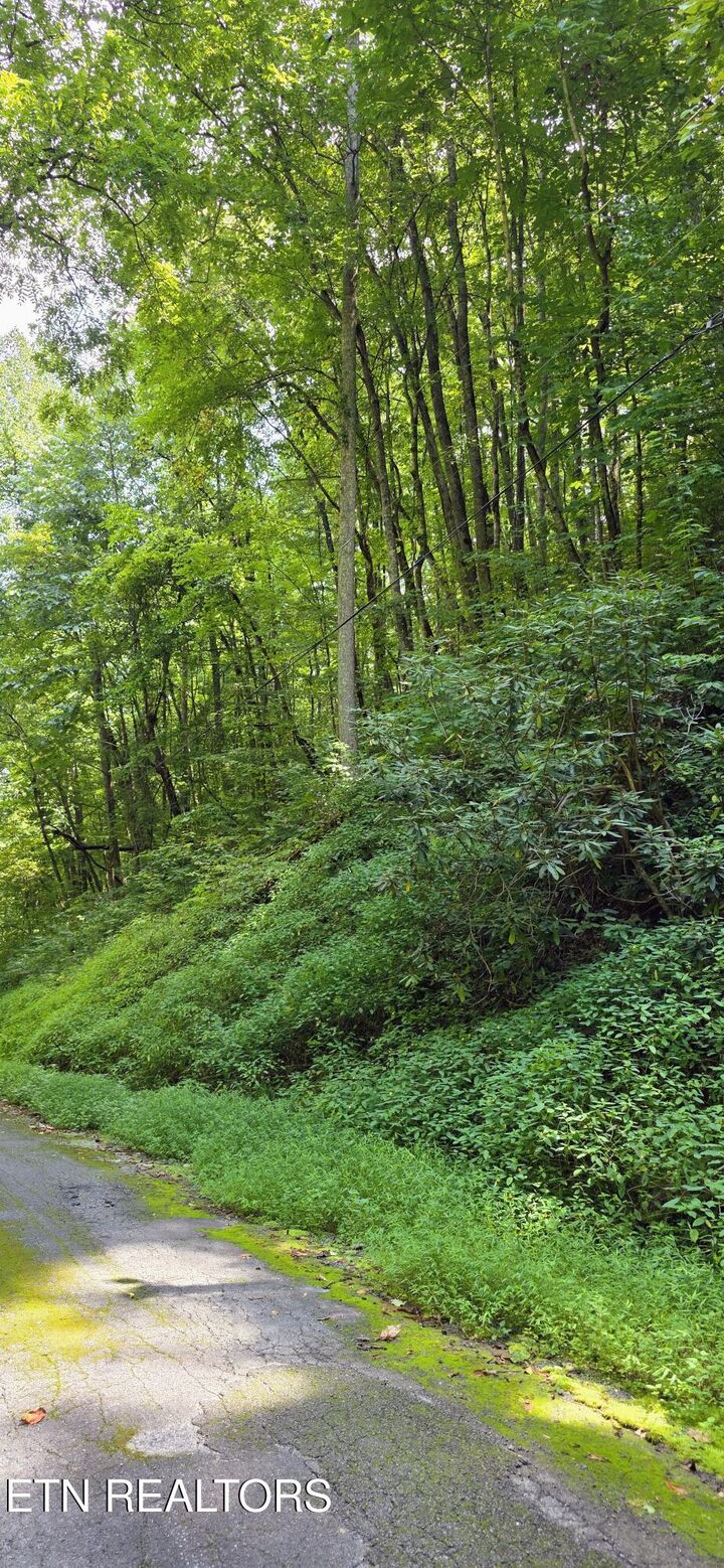 Property Photo:  Lot 28 Black Walnut Flats Rd  TN 37862 