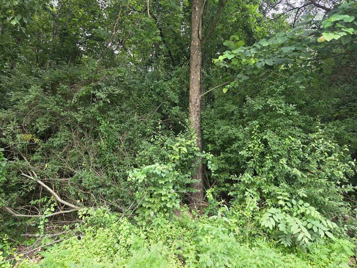 Property Photo:  D Street  KY 41230 