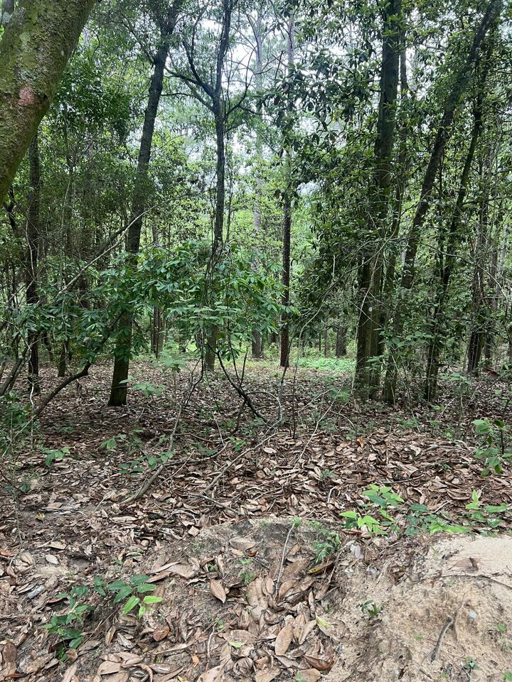 Property Photo: Parcel B Willow Lane FL 32539