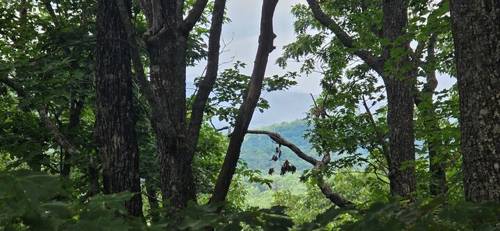Property Photo:  Lot 7 Scouts Overlook  GA 30560 