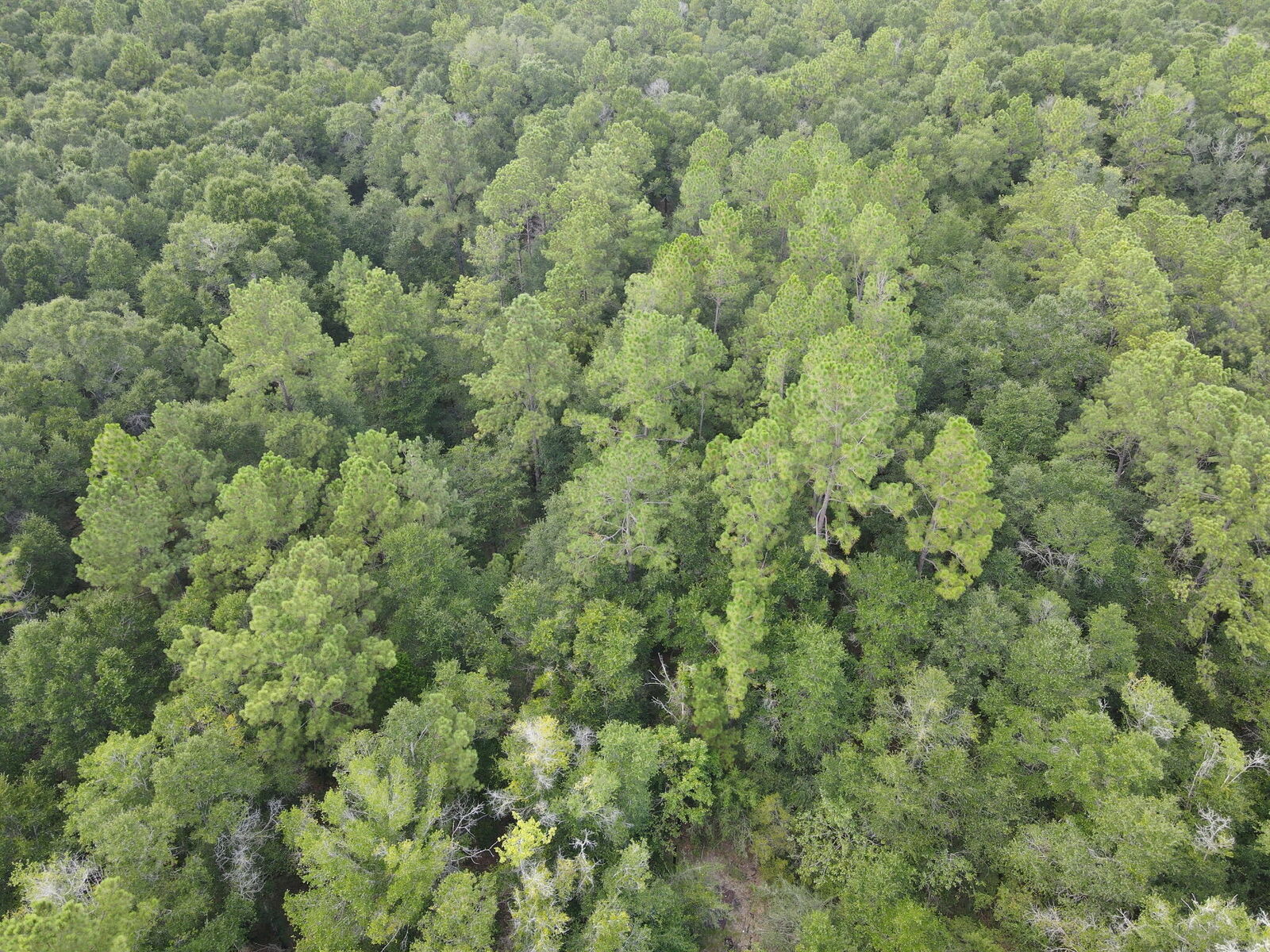 Property Photo:  4.41 Ac Summertime Drive  FL 32564 