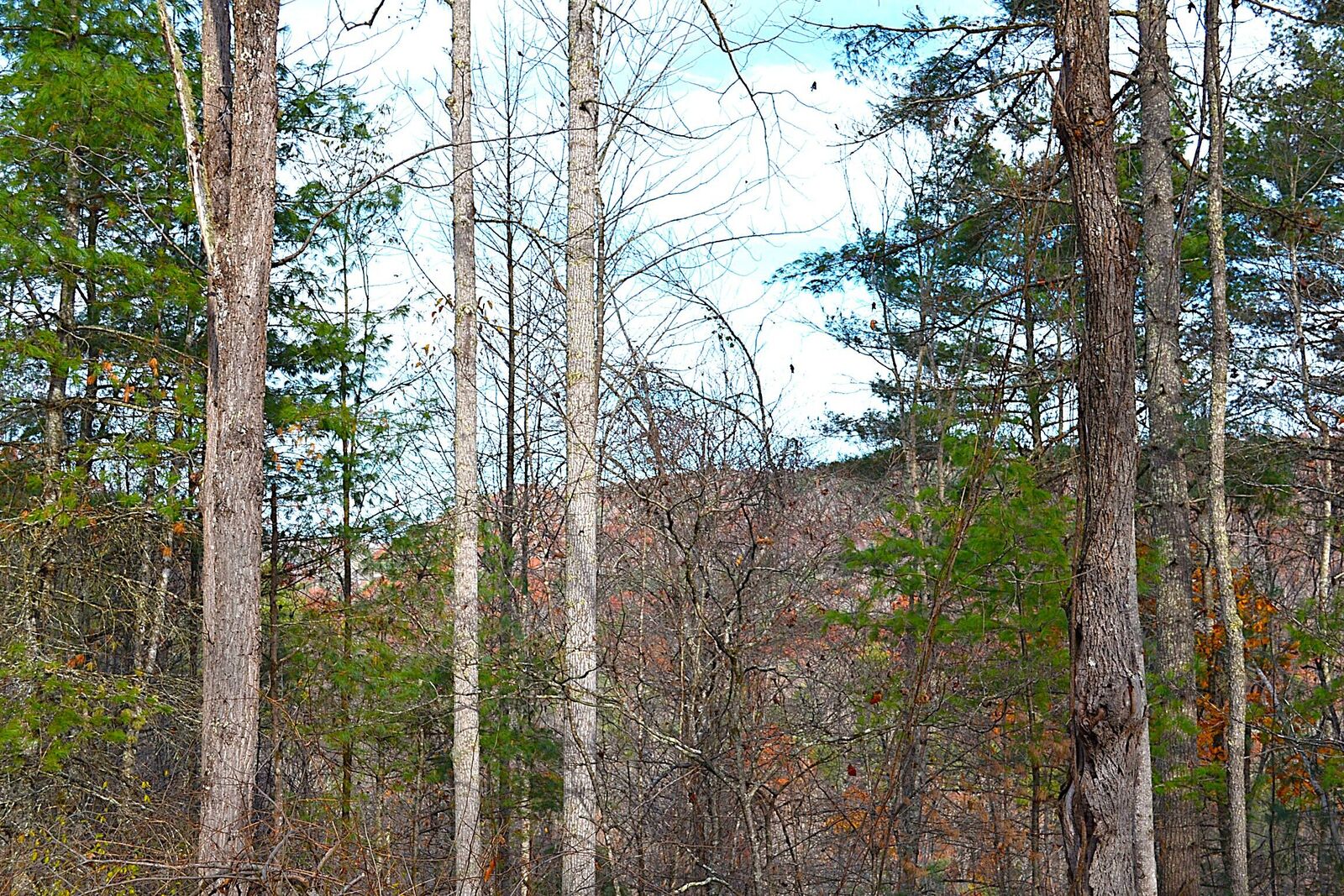 Property Photo: 390 Joyful Way WV 25969