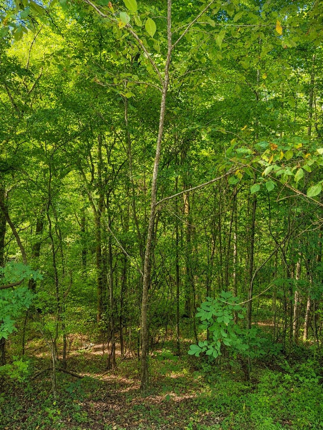 Property Photo:  0 Shoreside Dr  TN 37166 