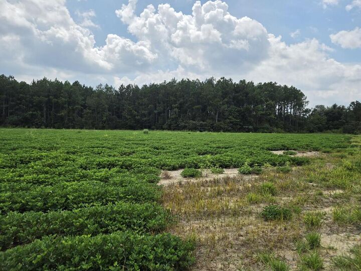 Property Photo:  0 Roy And Blanche Hulett Road  GA 31750 