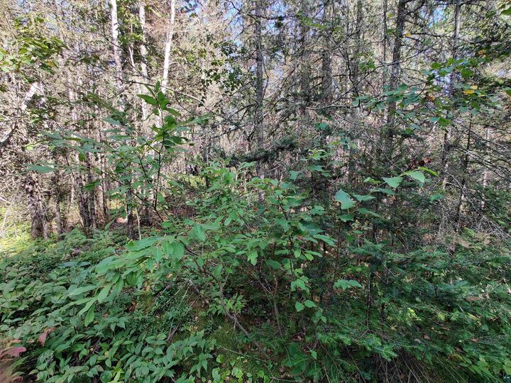 Property Photo: Xxx Gauthier Rd MN 55606