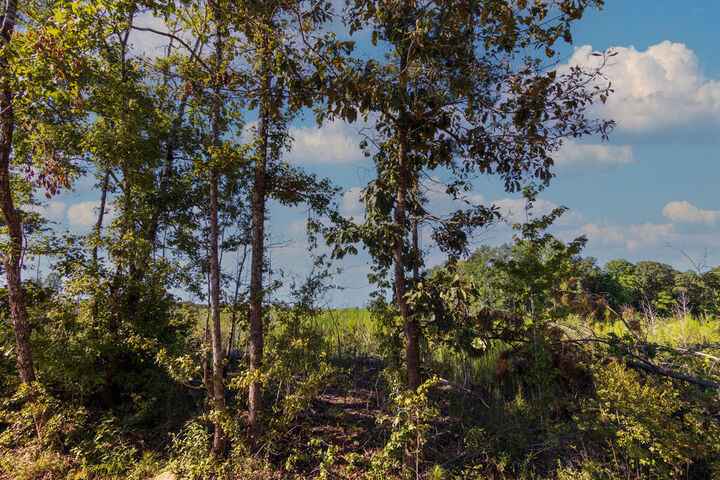 Property Photo:  Tract 6 Carlisle Gap Road  GA 31836 