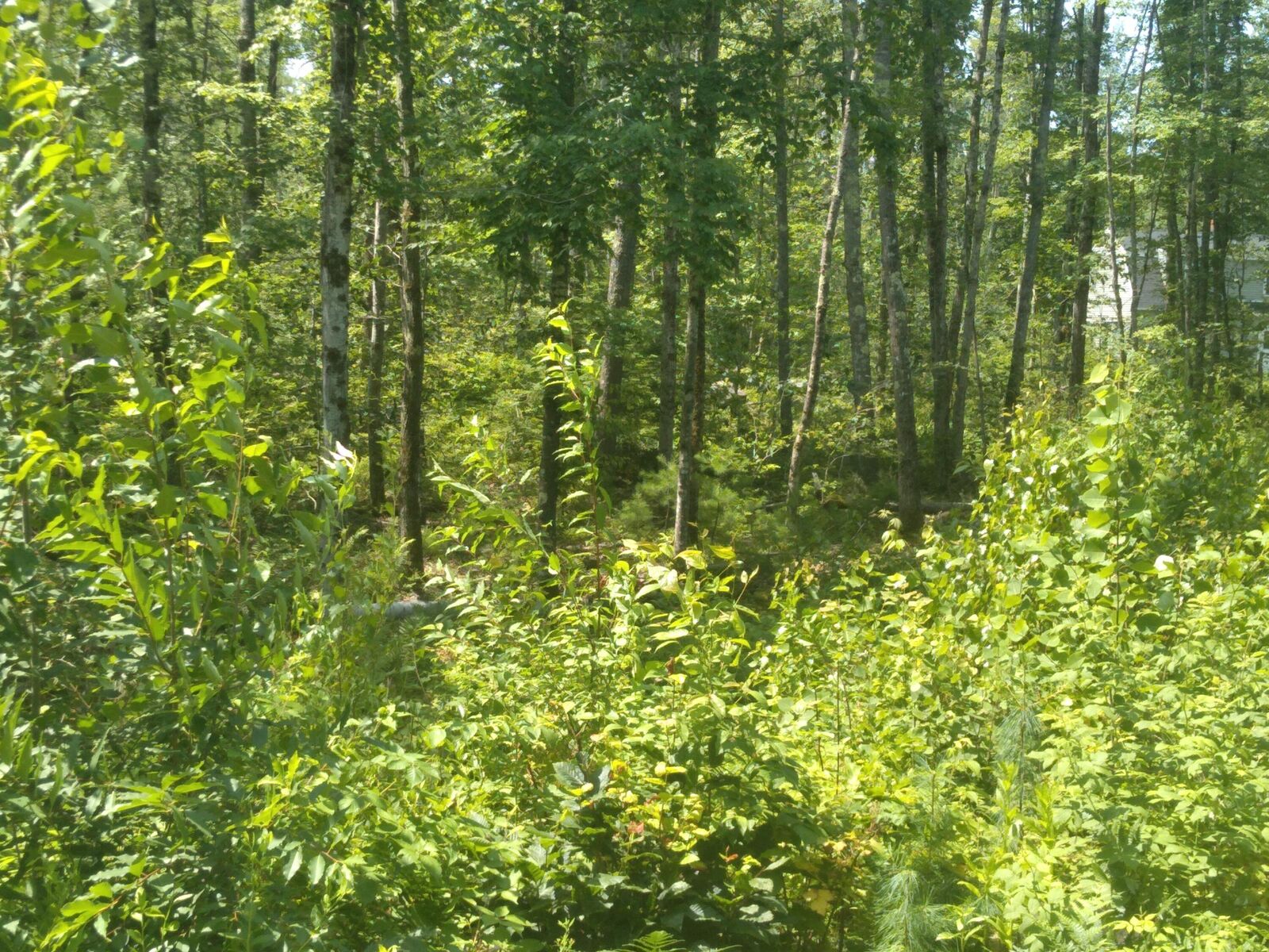 Property Photo: Lot #1 Harry Howes Road ME 04073