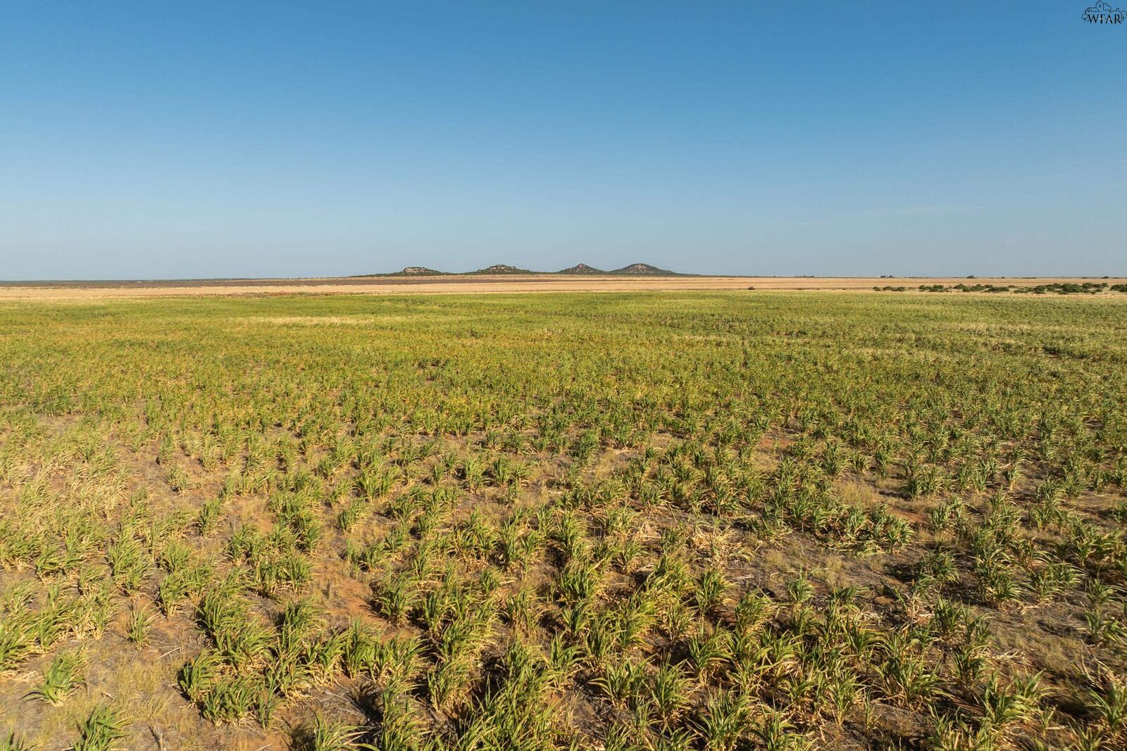 Property Photo:  Tbd Fm 1167 Tbd  TX 79252 