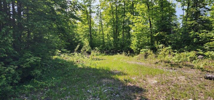 Property Photo: 320 Trophy Ln MI 49745
