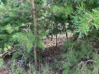 Property Photo:  9 Yellow Maple Lane  NC 28906 