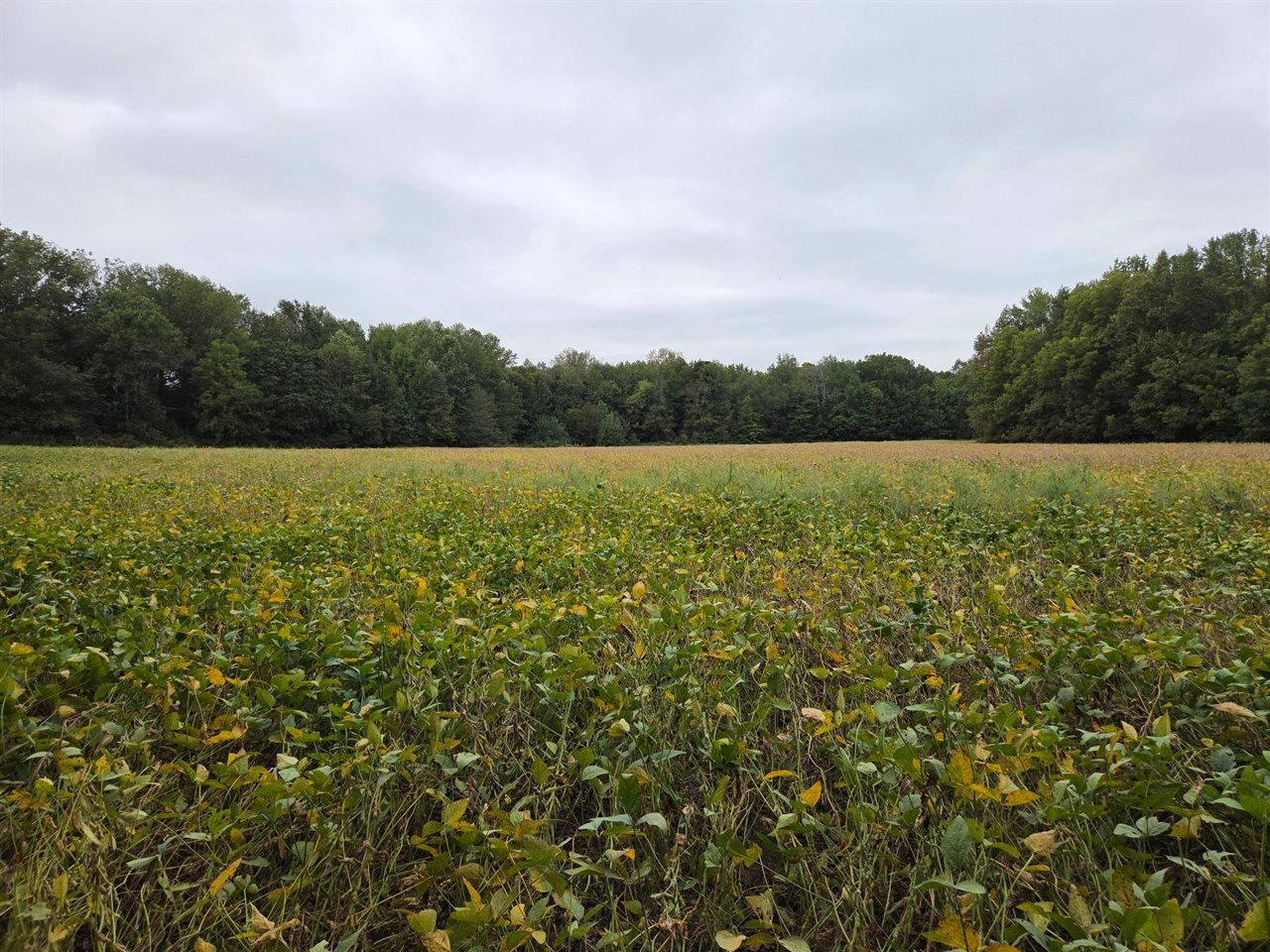 Property Photo: 0 Denton Road KY 42171