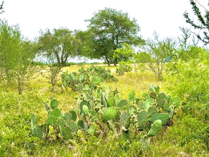Property Photo: Tbd Tract Q Fm 108 TX 78159