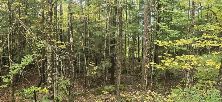 Property Photo:  0 Clarina Nichols Lane  VT 05059 