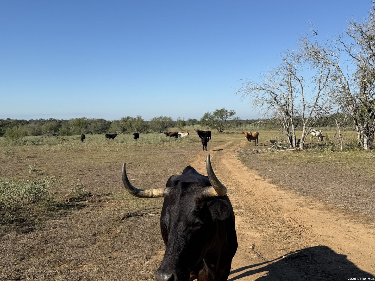 Property Photo:  3841 County Road 427  TX 78160 