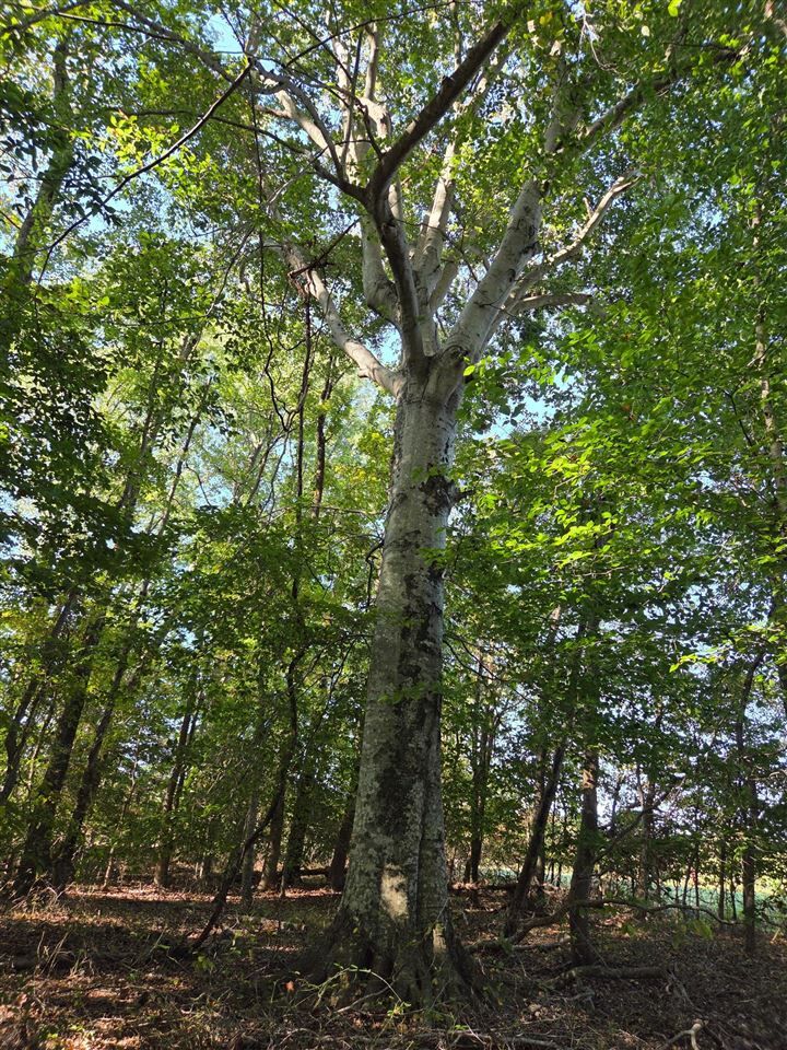 Property Photo:  0 New Cut Road  KY 42103 