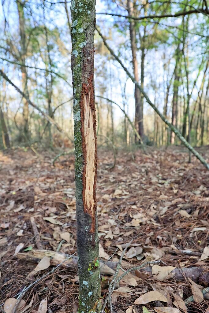 Property Photo:  00 Union Hill Rd.  GA 39828 