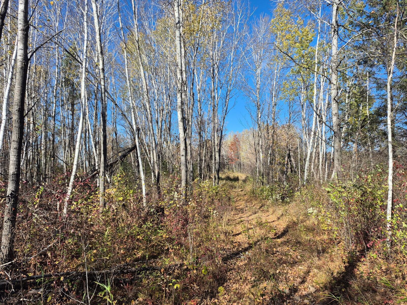 Property Photo: Tbd Henry Road MN 55735